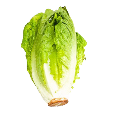 Lettuce Baby Cos - Oasis
