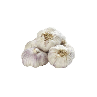 Garlic - Oasis