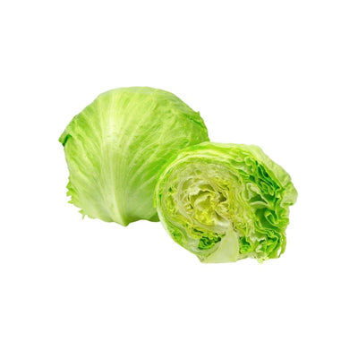 Lettuce Iceberg - Oasis