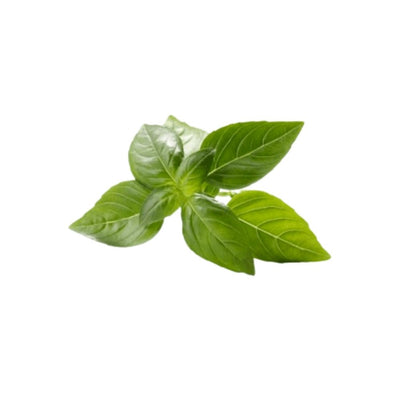 Herbs Basil Pre Packed - Oasis