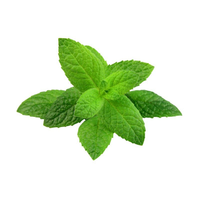 Herbs Mint Pre Packed - Oasis